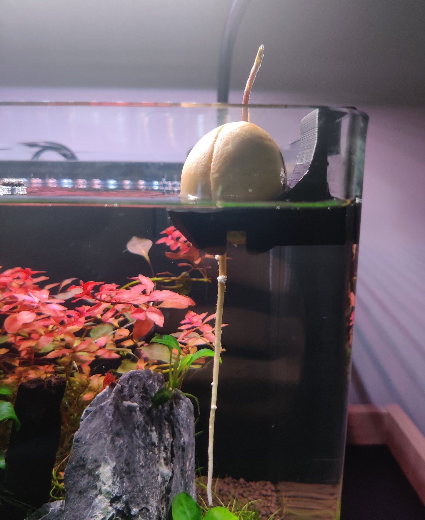 Avocado Support For Aquarium | 3D Printed Plant Grower - Gardening Solution (GR-01)