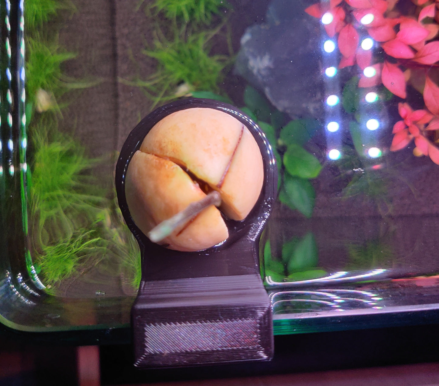 Avocado Support For Aquarium | 3D Printed Plant Grower - Gardening Solution (GR-01)