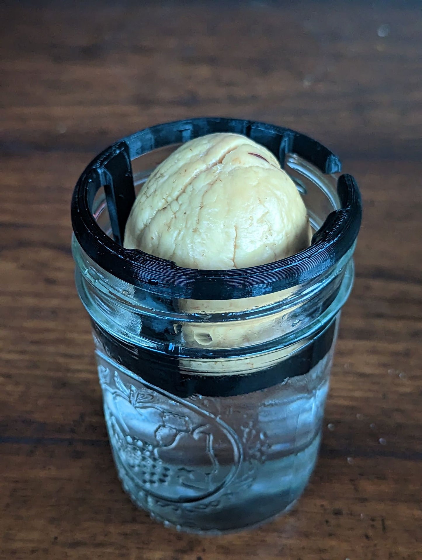 Avocado Seed Holder for Mason Jar | 3D Printed Plant Grower - Gardening Solution (GR-02)