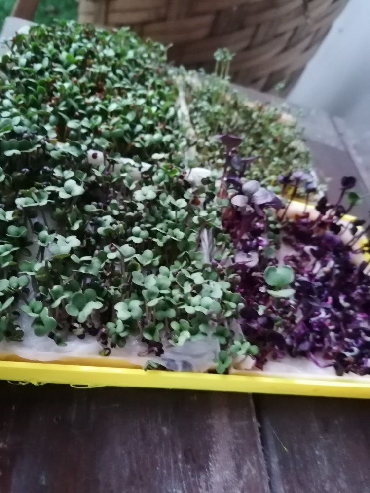 Microgreens Grower | 3D Printed Plant Grower - Gardening Solution (GR-27)