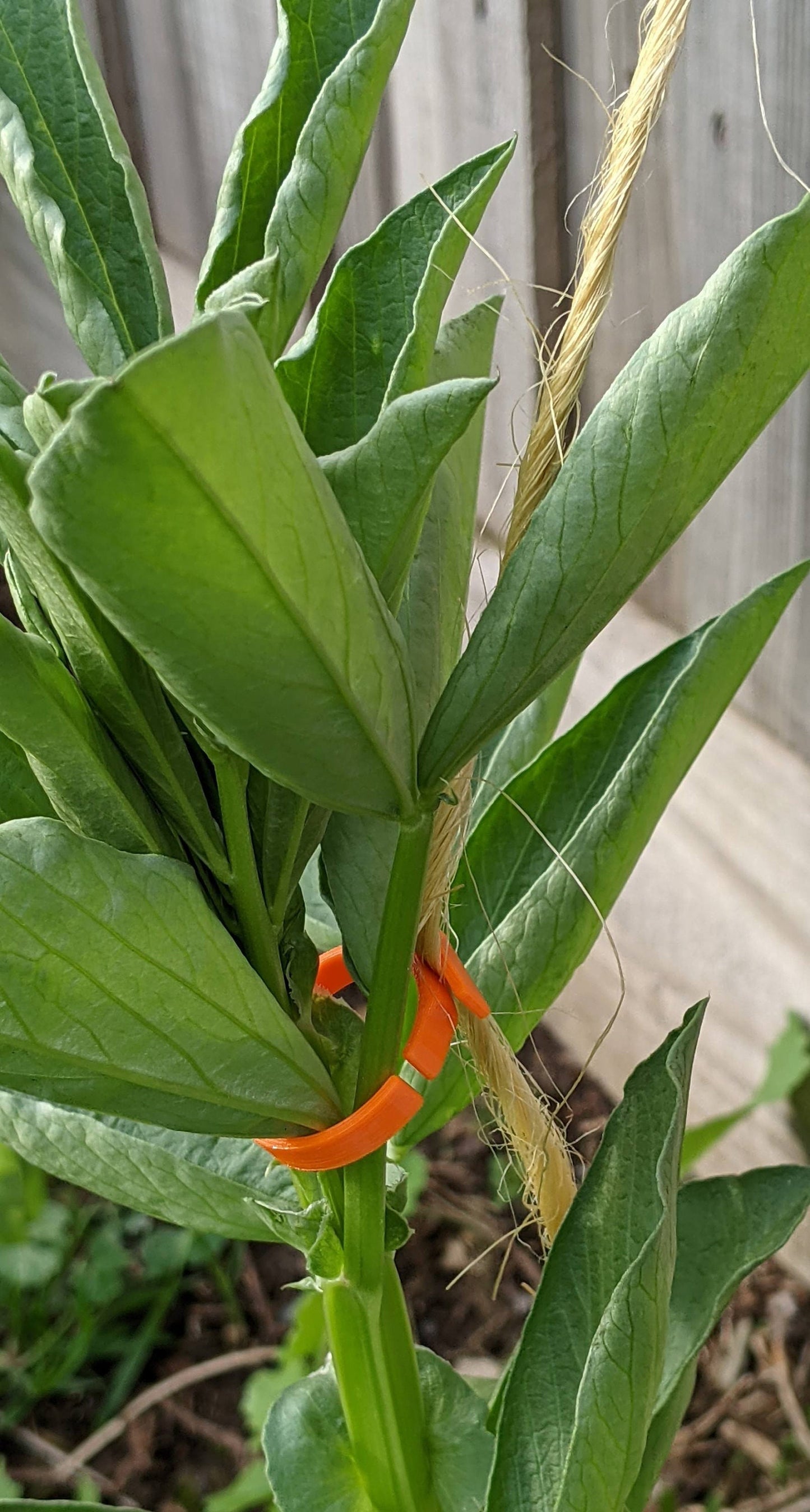 a close up of a plant with leaves