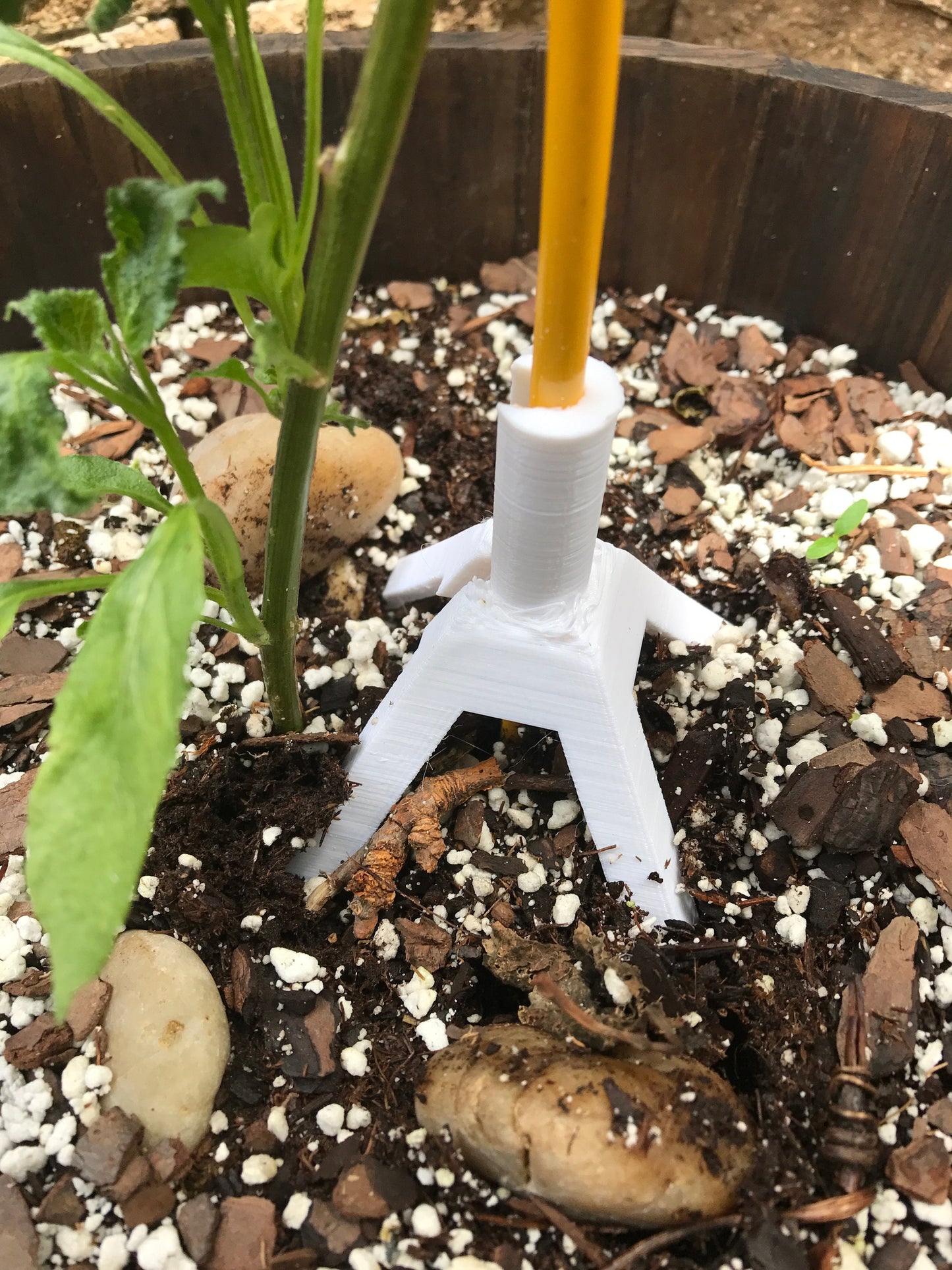 a plant that is growing out of the ground