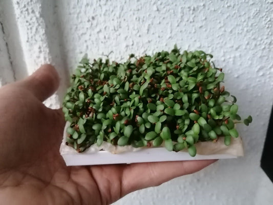 Microgreens Grower | 3D Printed Plant Grower - Gardening Solution (GR-27)