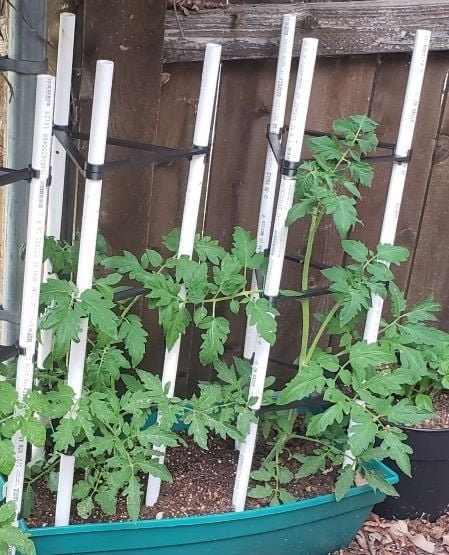 a garden with a row of plants growing in it