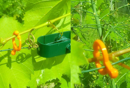 a close up of a plant with orange berries on it