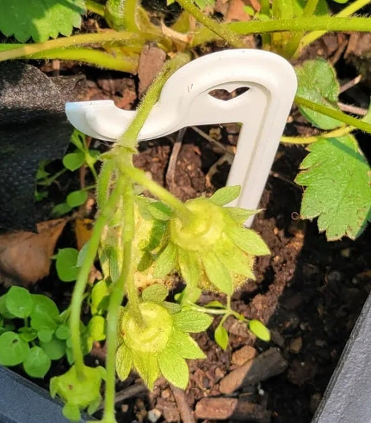 a close up of a plant with green leaves