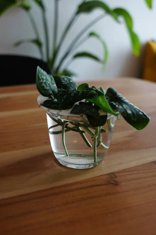 a plant in a glass vase on a wooden table