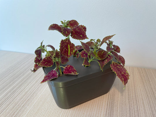 a potted plant on a wooden table