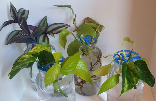 three glass vases with plants in them on a table