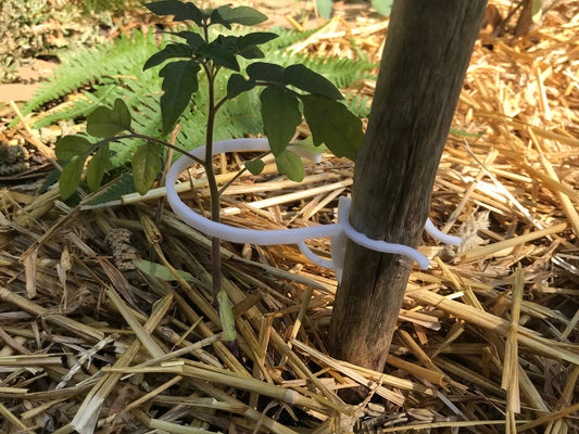 a small plant is growing out of a pipe