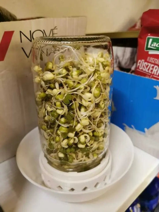 Mungo Sprouts Grower for Mason Jar | 3D Printed Plant Grower - Gardening Solution (GR-20)