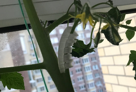 a close up of a plant near a window