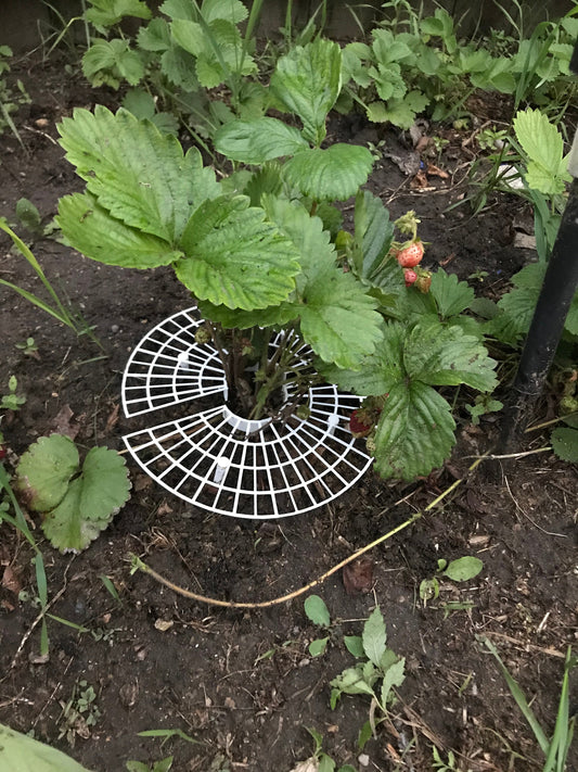 a small white object sitting on top of a dirt field