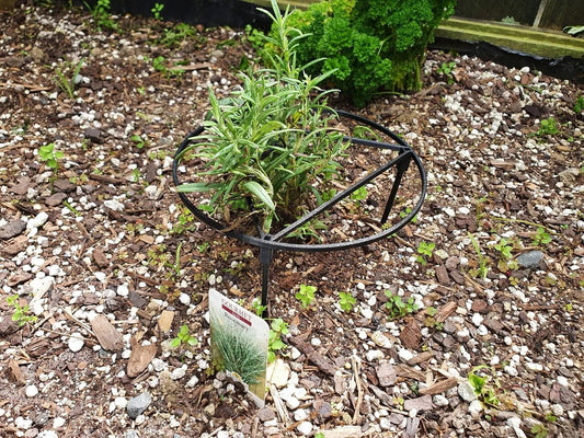 a small plant in a garden with rocks and gravel