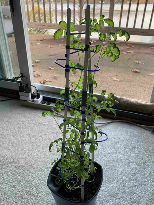 a potted plant in front of a sliding glass door